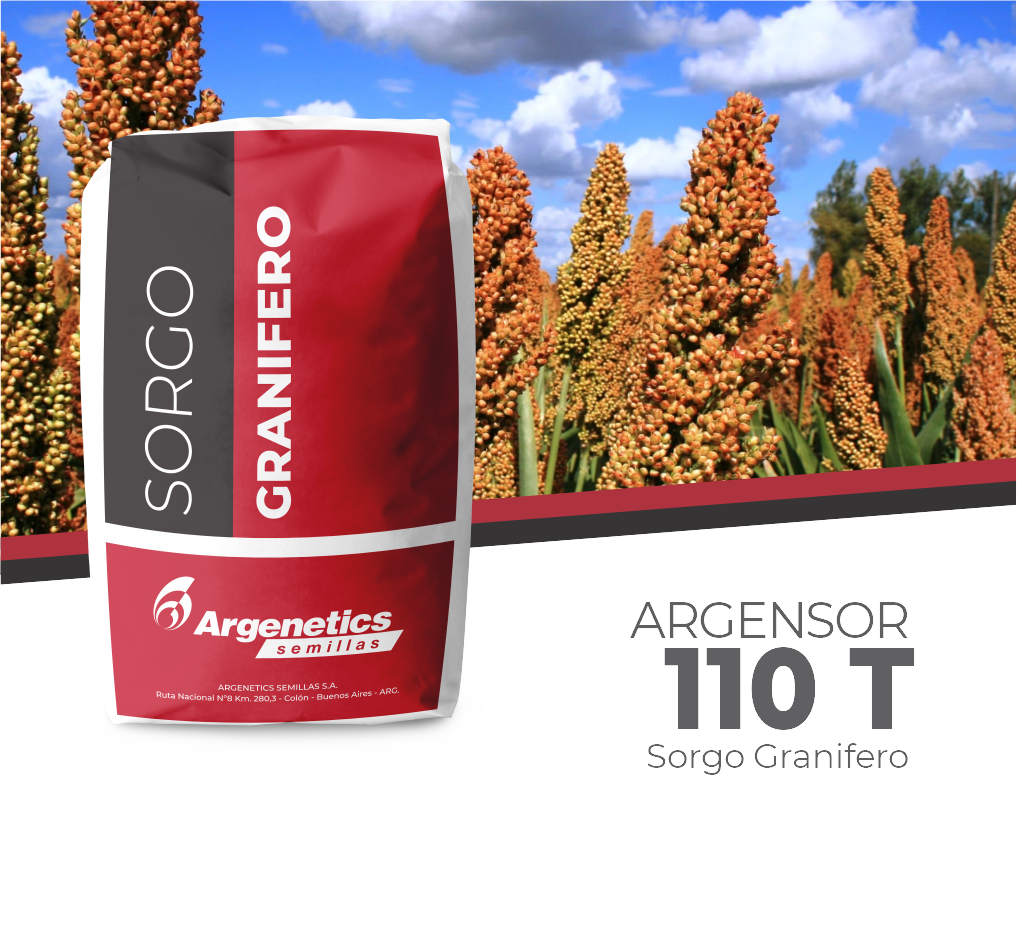 Sorgo